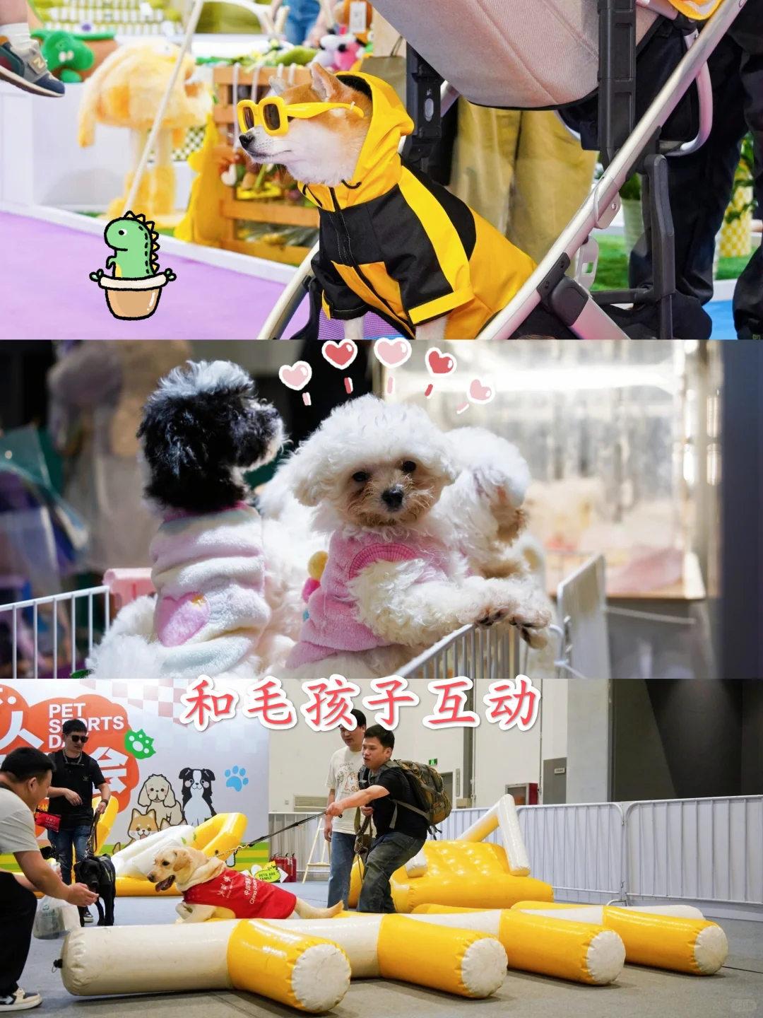 杭州宠友集合！超值得冲的宠物展来啦?
