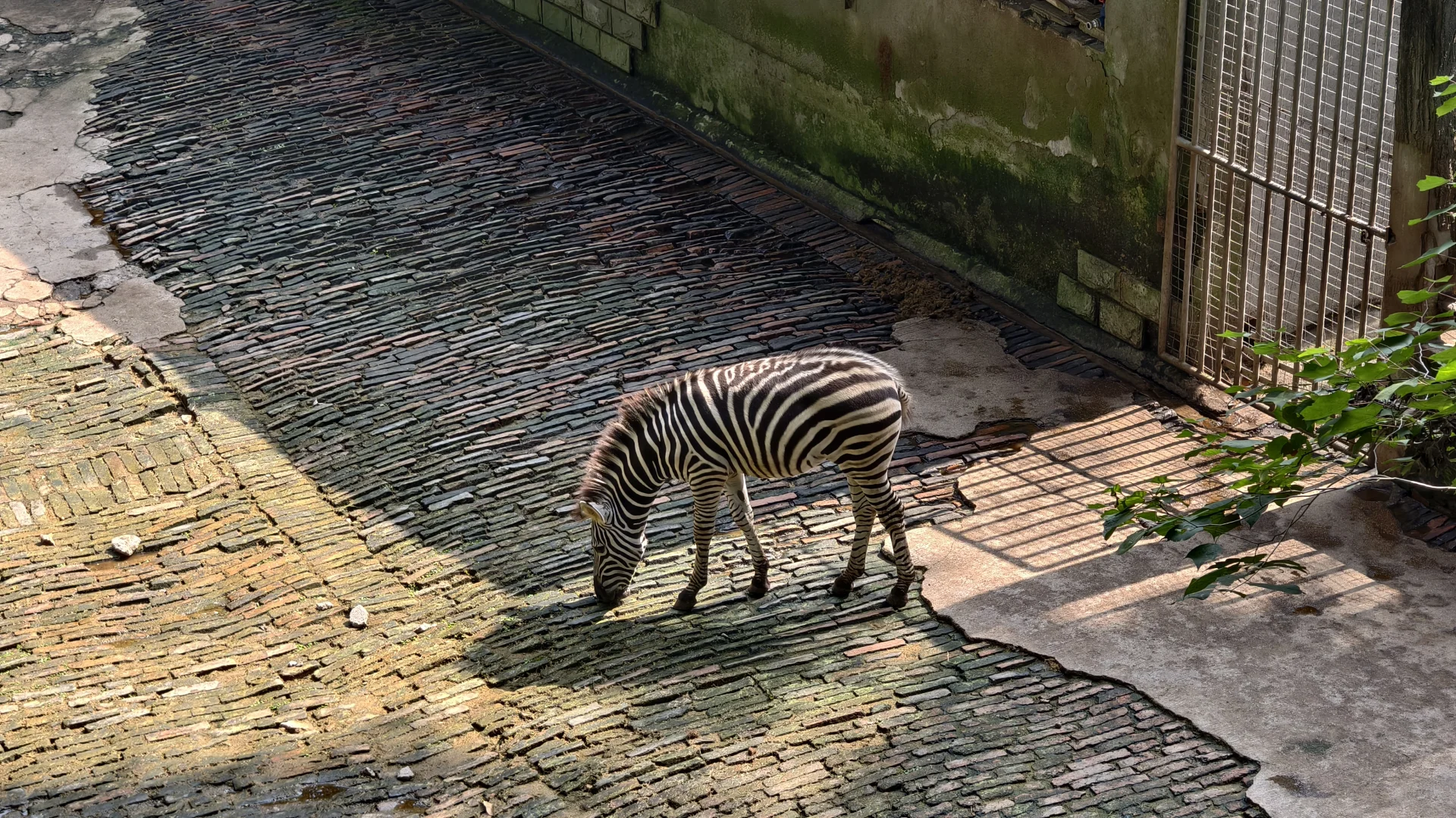 特种兵之杭州动物园