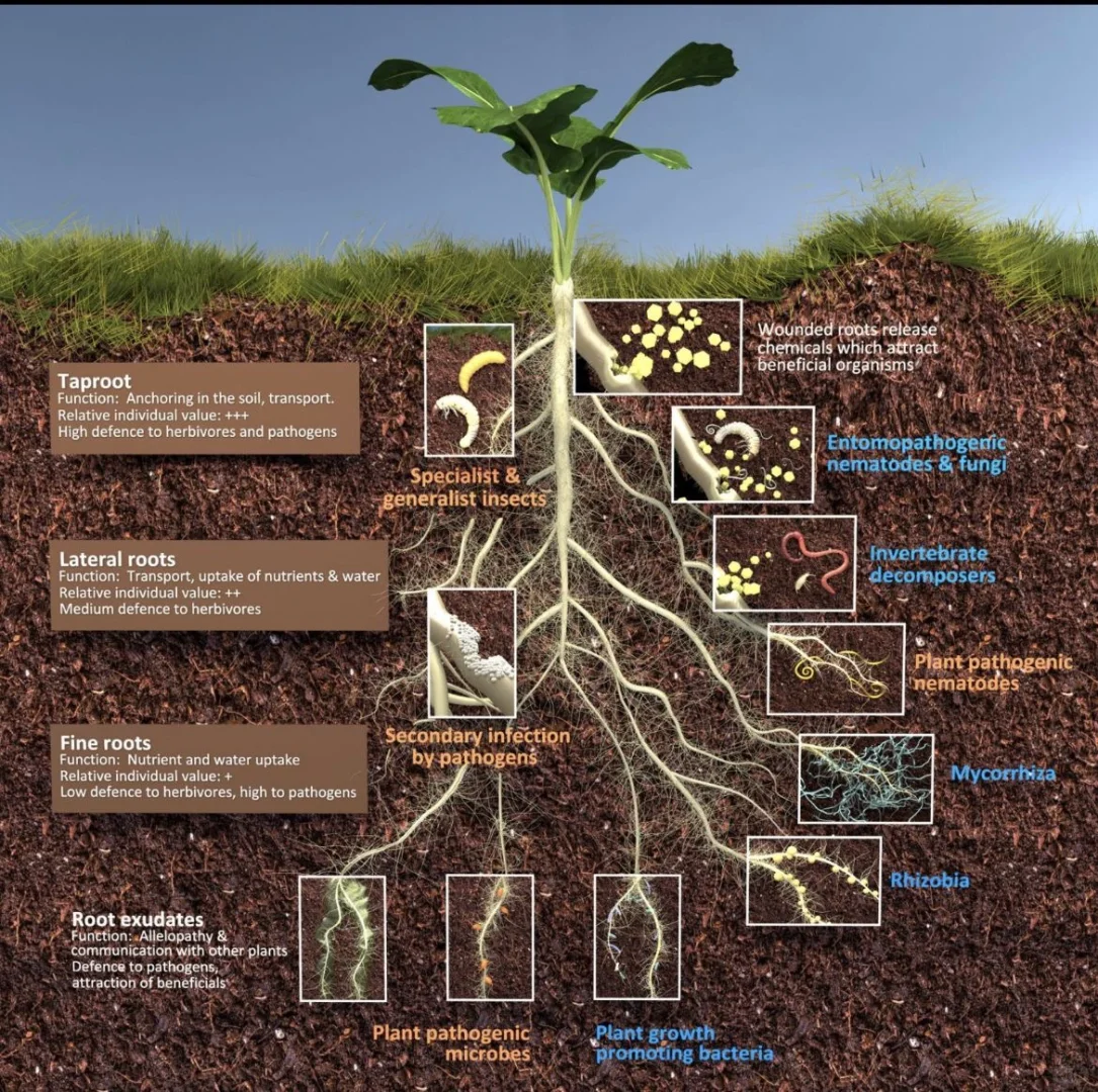 【紧急插播】栽种前必看~土壤改良秘籍