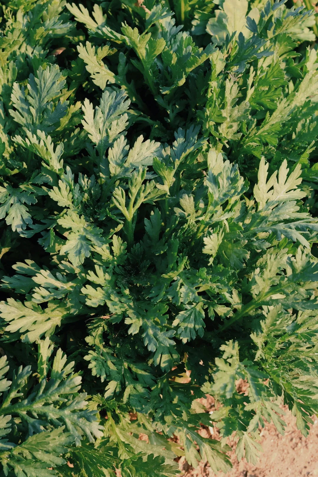 “15”「关于菜园治愈的文案」