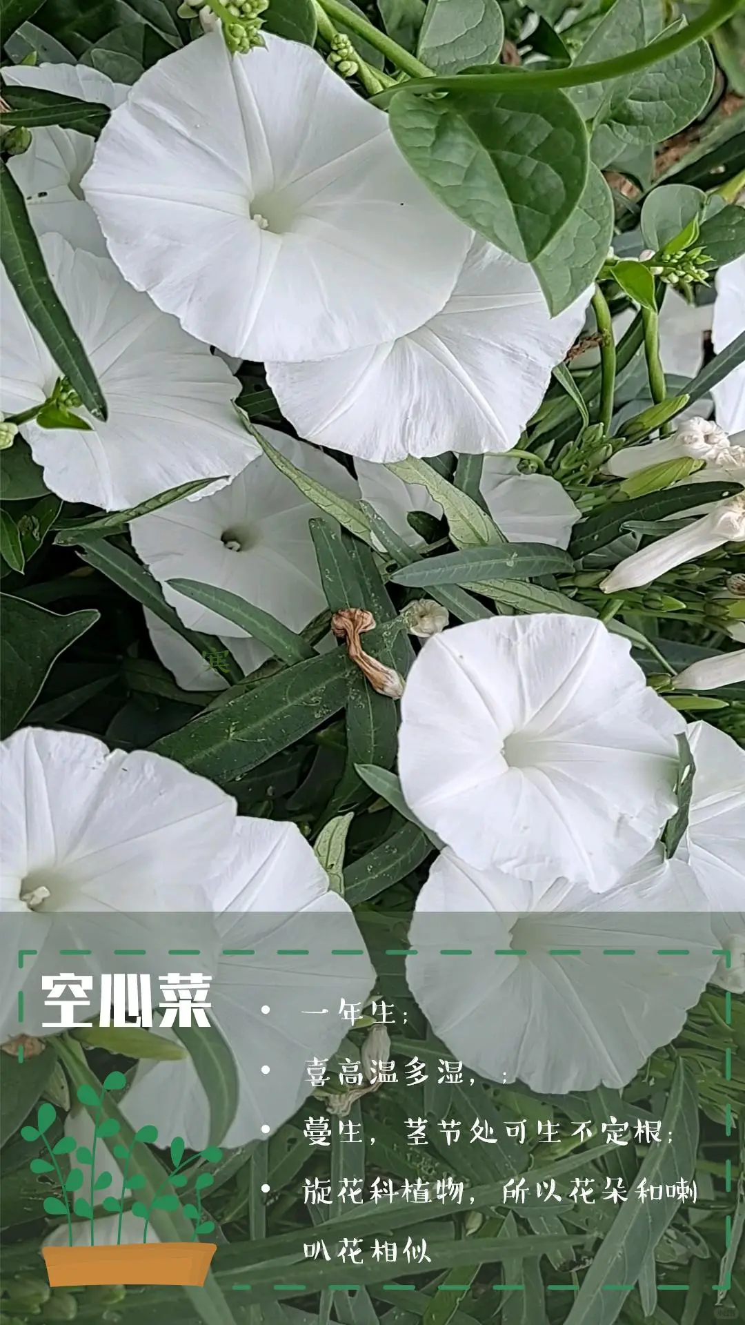 可食花园不可缺少的高颜值蔬菜