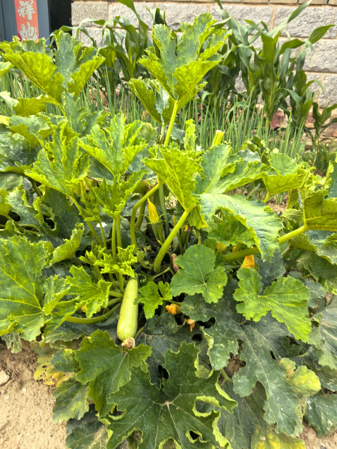 在线猜农作物蔬菜看你能闯到第几张