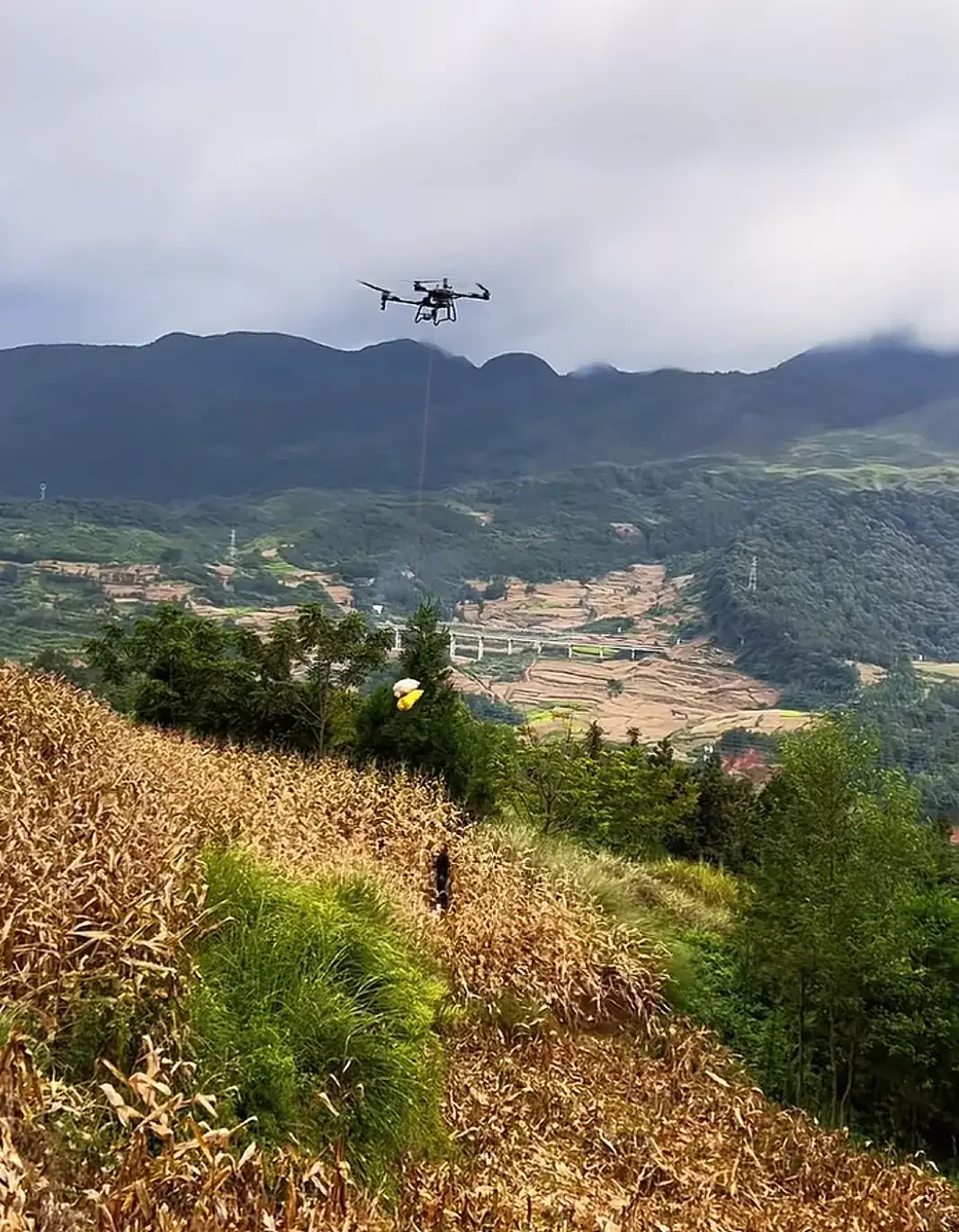 云南村民用无人机收玉米 现代农业仰仗科技