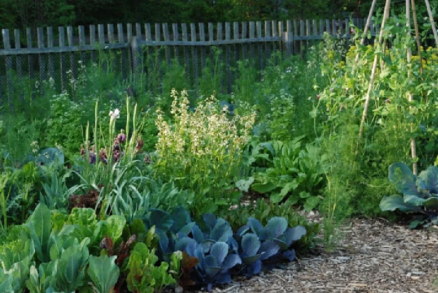 14个缤纷可食花园场景·蔬菜搭配美学