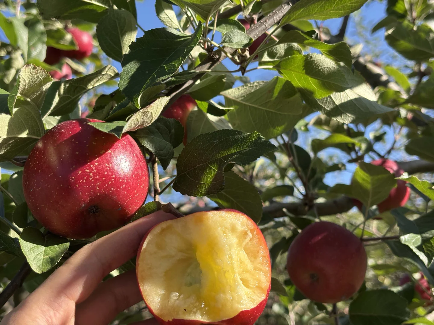 这苹果真的好漂亮啊！