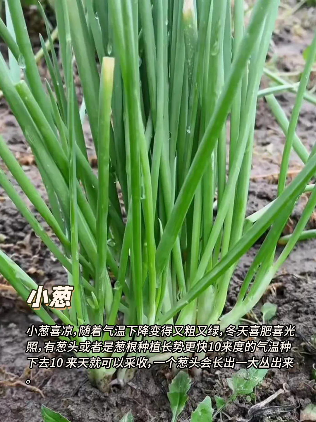 12月种什么菜?9种耐寒蔬菜，好吃又好种