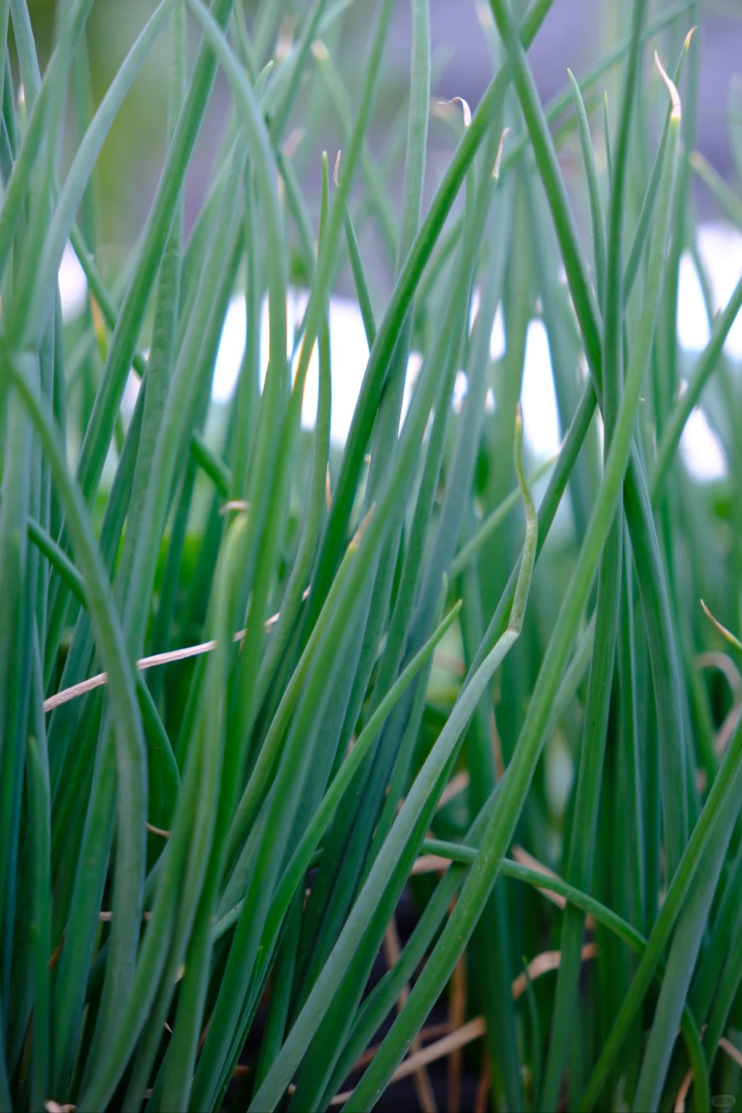 富士随拍｜菜园里的治愈色