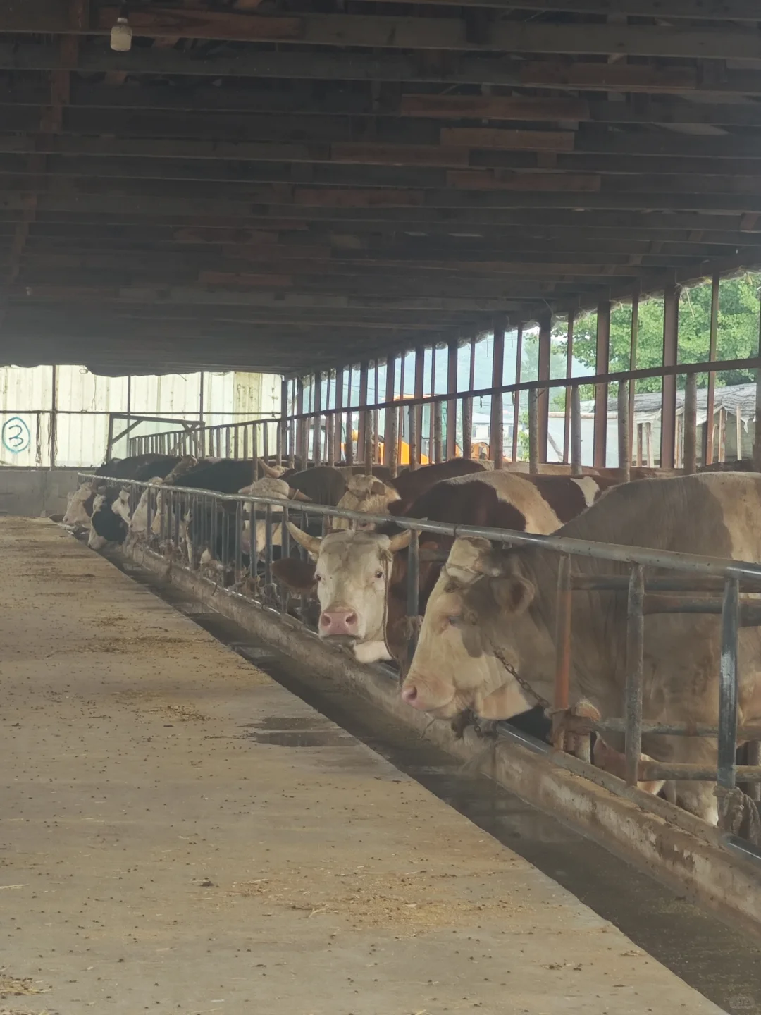 被农户骗太多次后，干脆自己开养殖场?