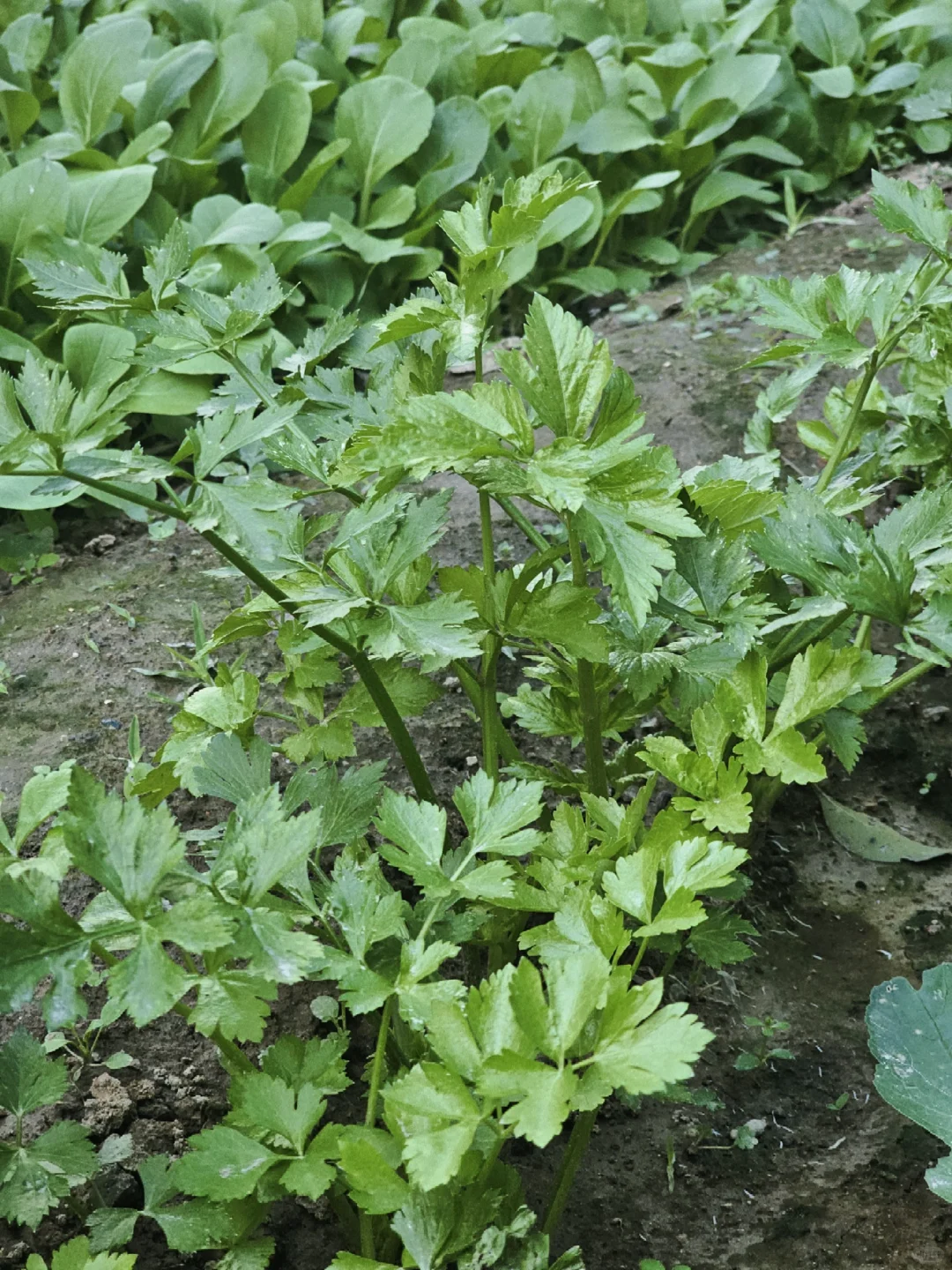 丰收了，蔬菜自由啦