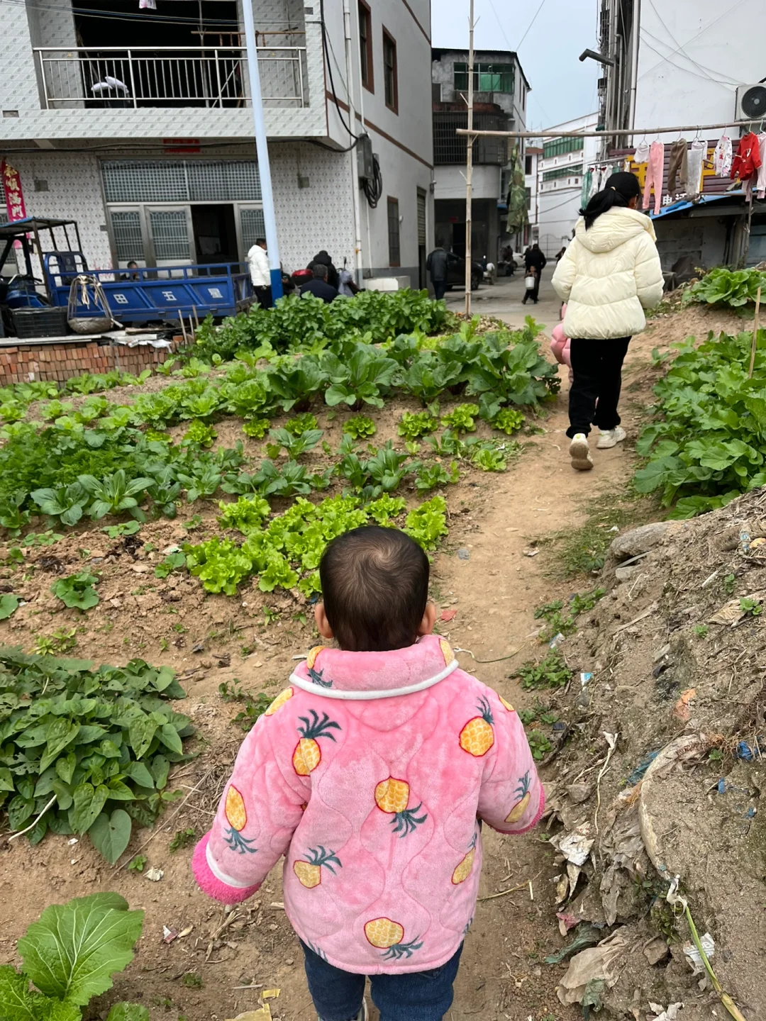 你能认识几种蔬菜呢，我反正没有认全