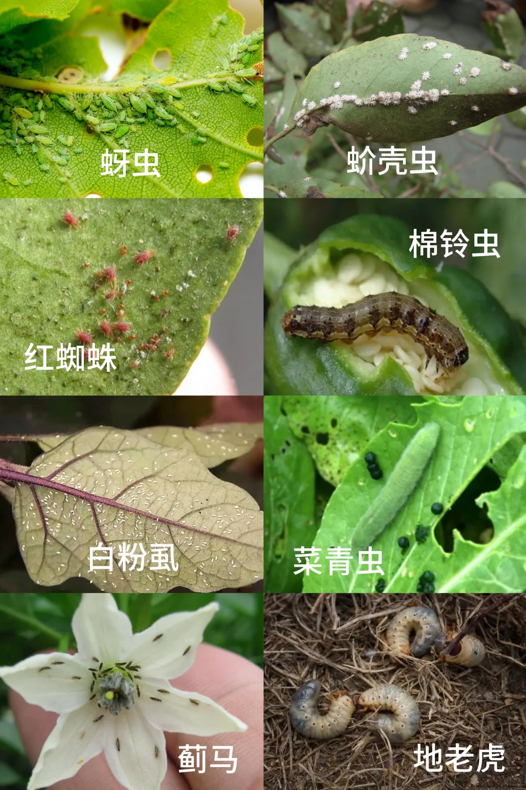 快速识别,蔬菜瓜果常见病虫害类型及案例