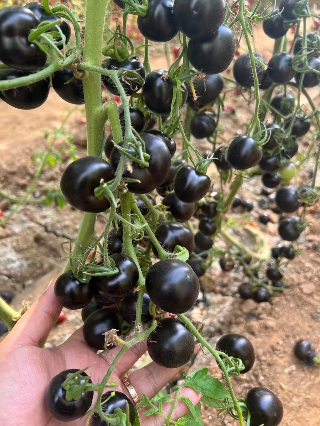 现在的农业还有可以创业的空间吗?