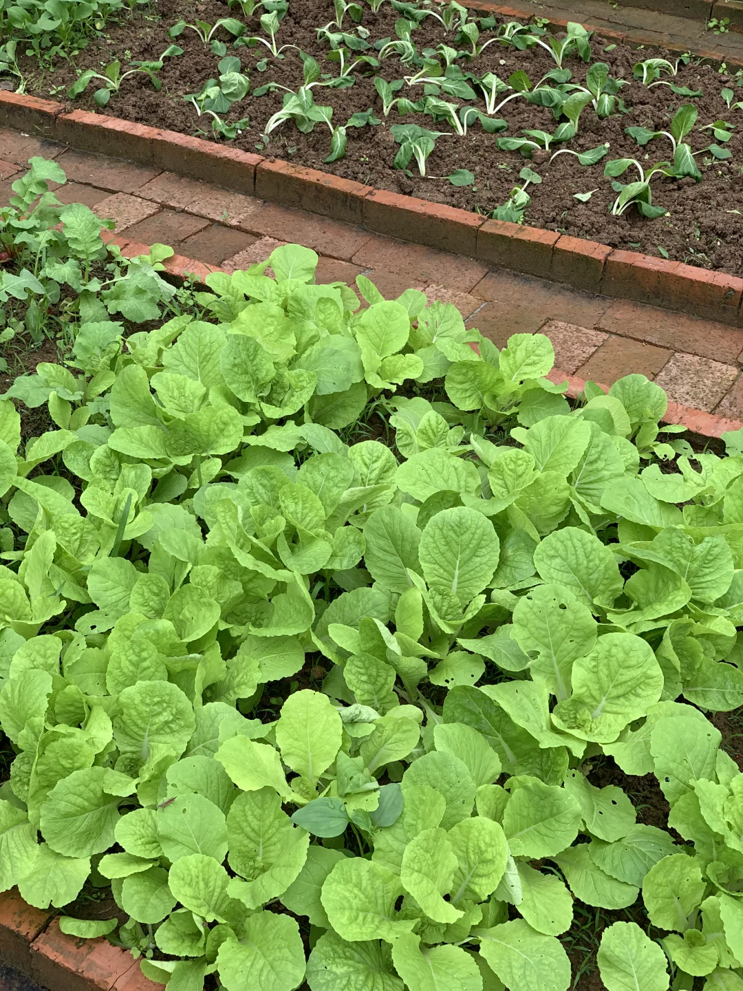 秋雨中的小菜园
