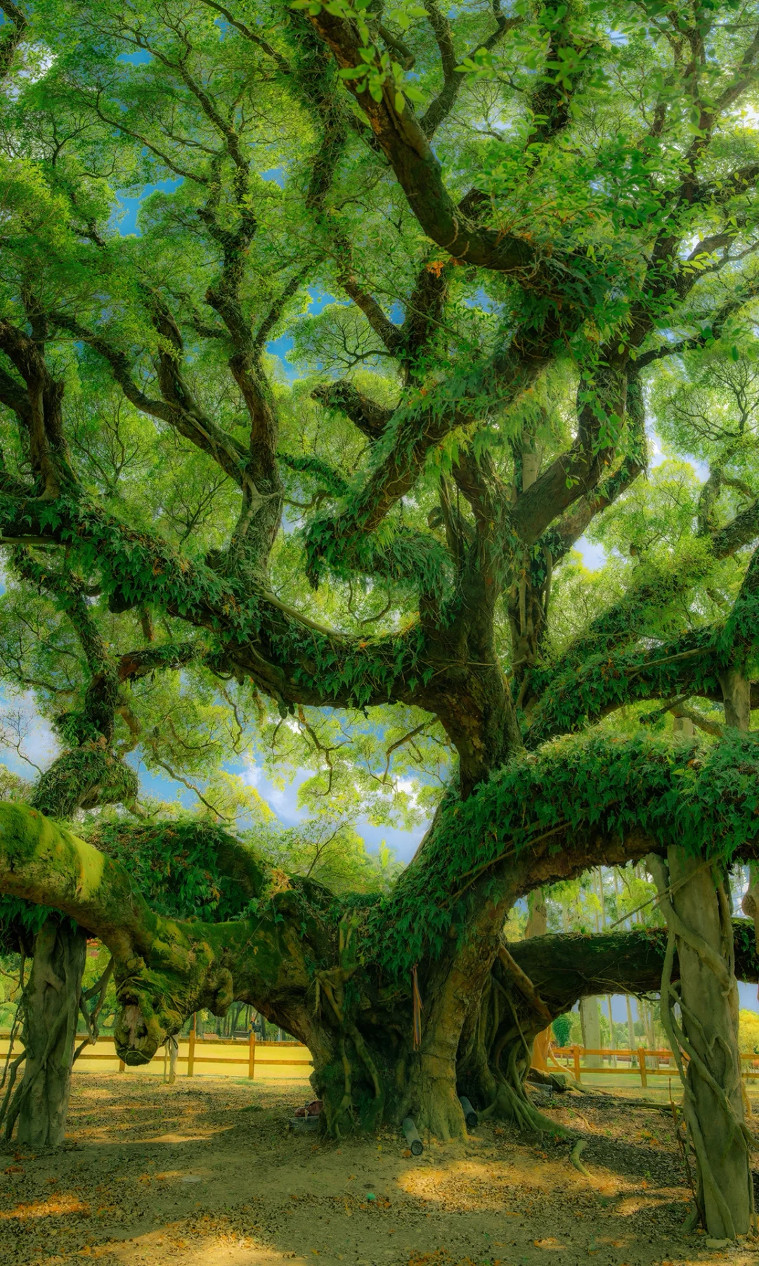 ? ?????? ???? | 独木的森林