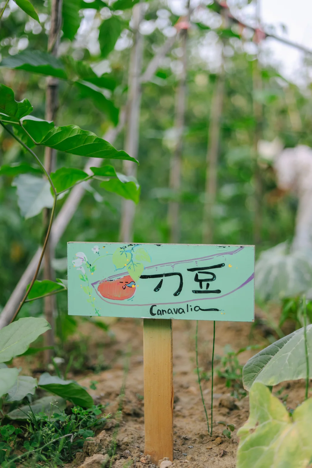 田野农｜给地里的蔬菜做了名牌！