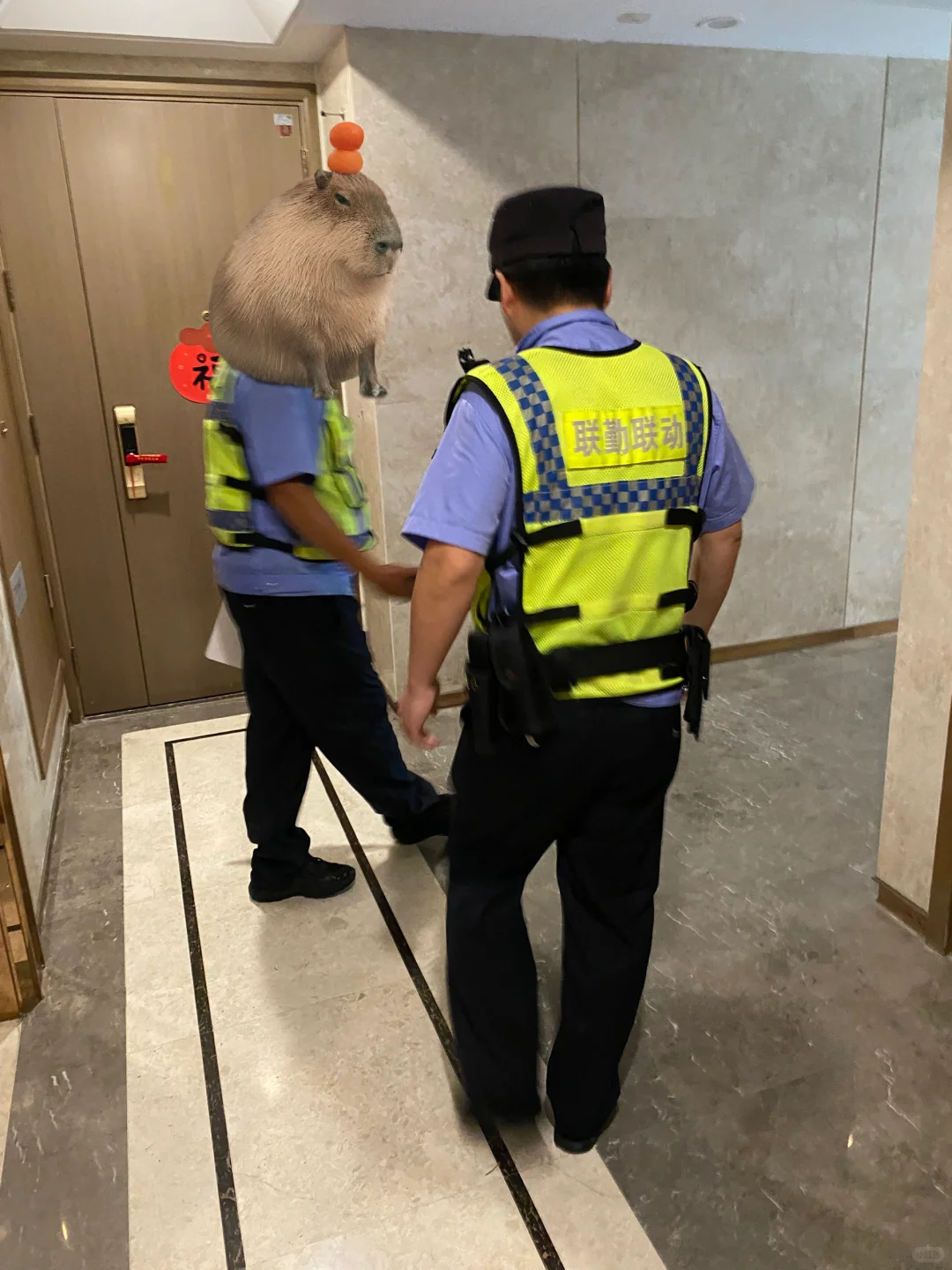 十万人看过的我家猫被欺负后续！