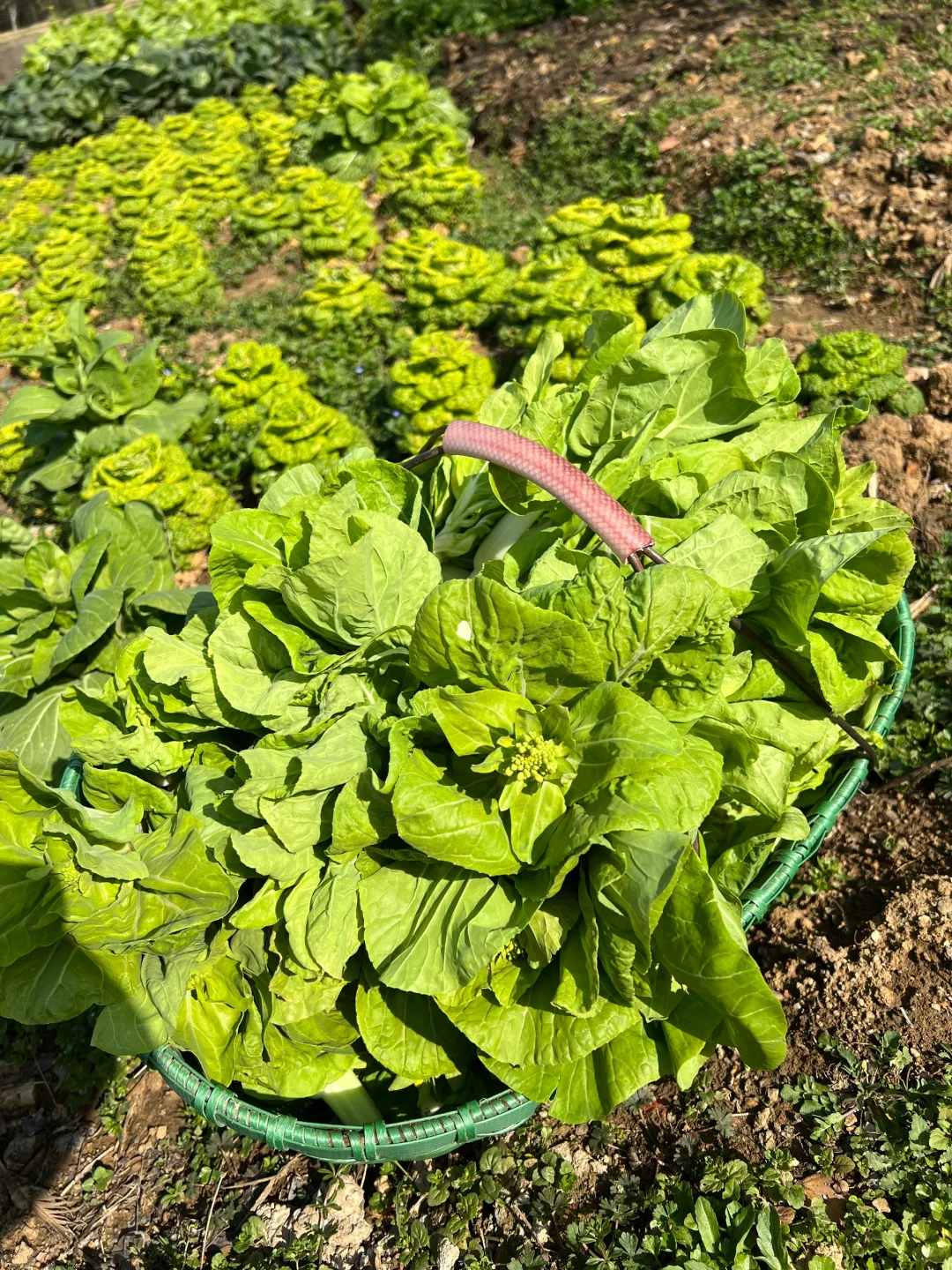 ?补上篇放不下图的冬季蔬菜?