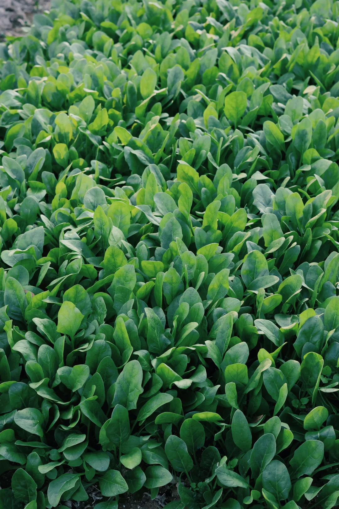 “15”「关于菜园治愈的文案」