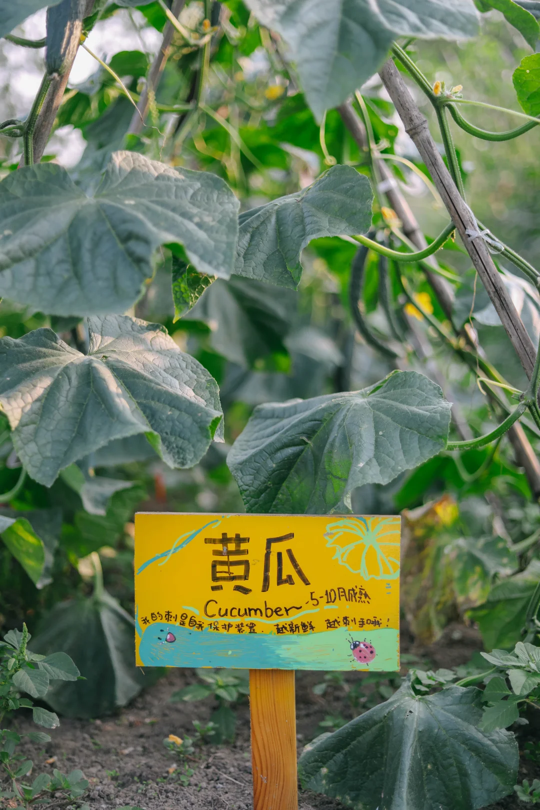 田野农｜给地里的蔬菜做了名牌！