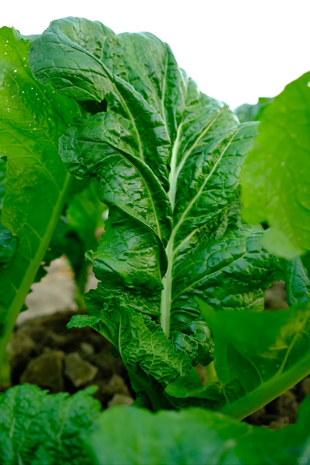 富士随拍｜菜园里的治愈色