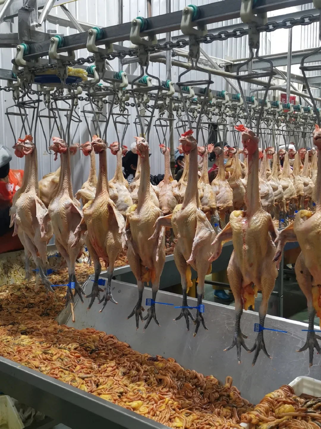 欢迎参观马杨屠宰厂,欢迎采购滇哥鸡!