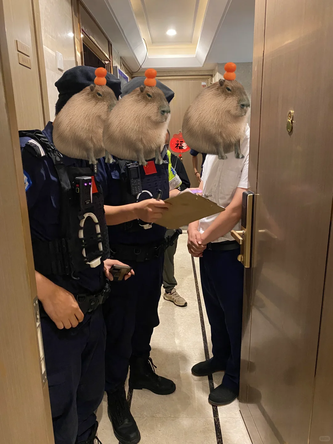 十万人看过的我家猫被欺负后续！