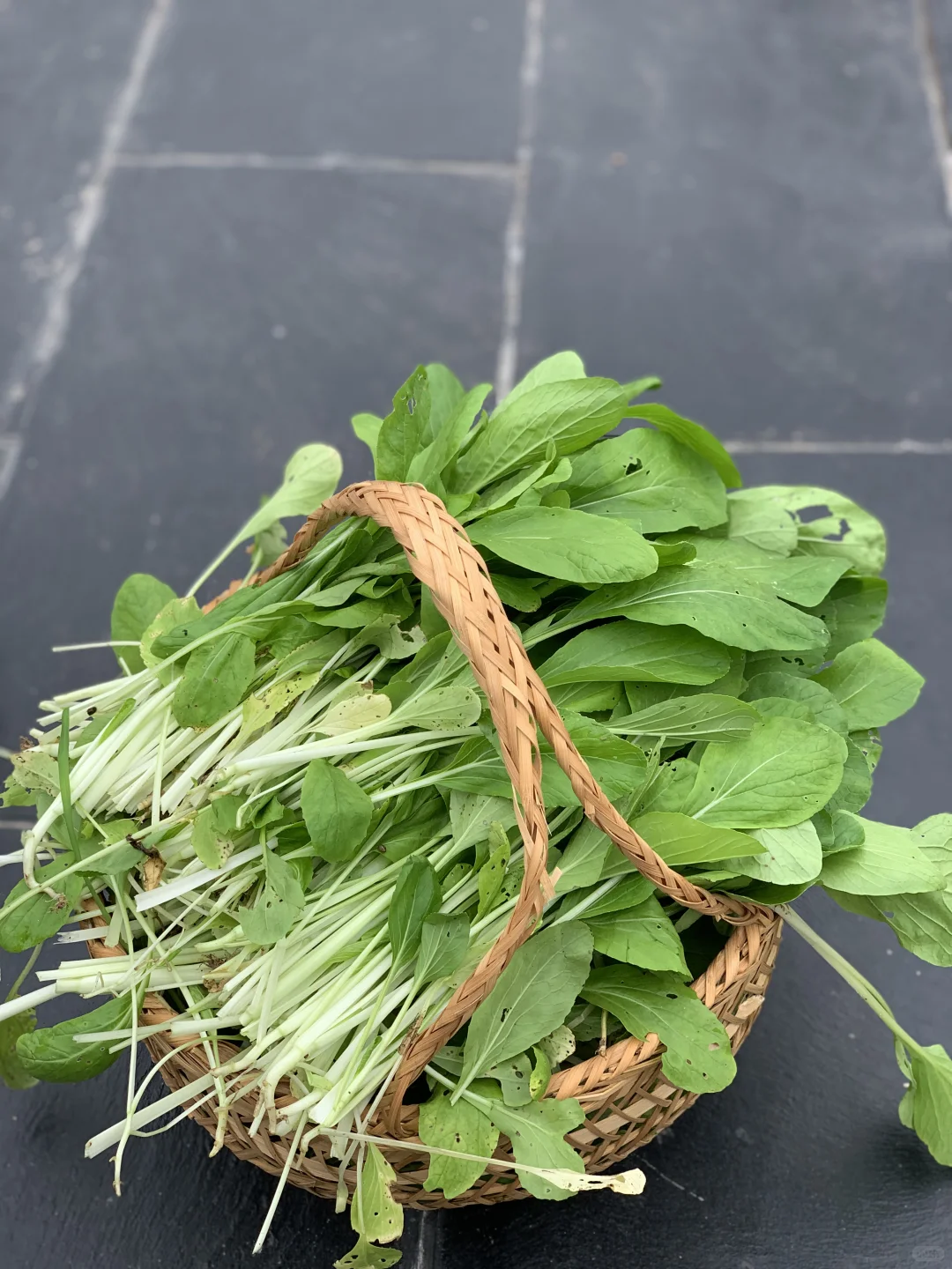 秋雨中的小菜园