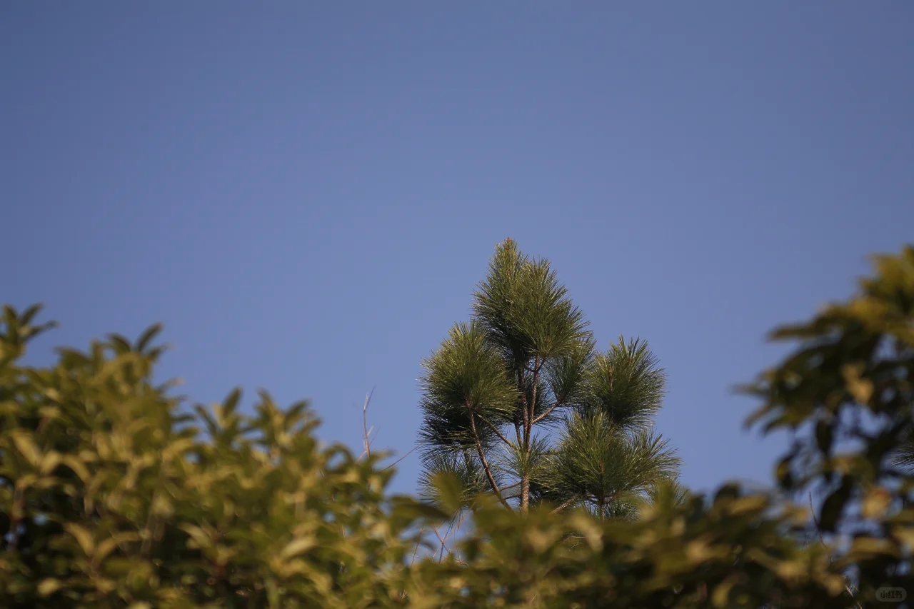 柯达EKTAR 100 3.5二代旁轴镜头，稀土玻璃