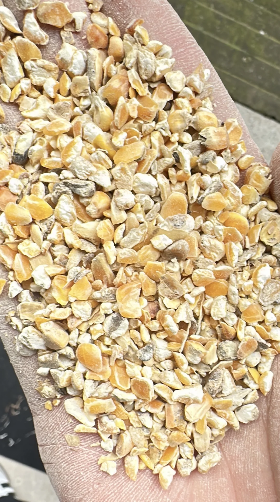 养殖碎玉米厂家