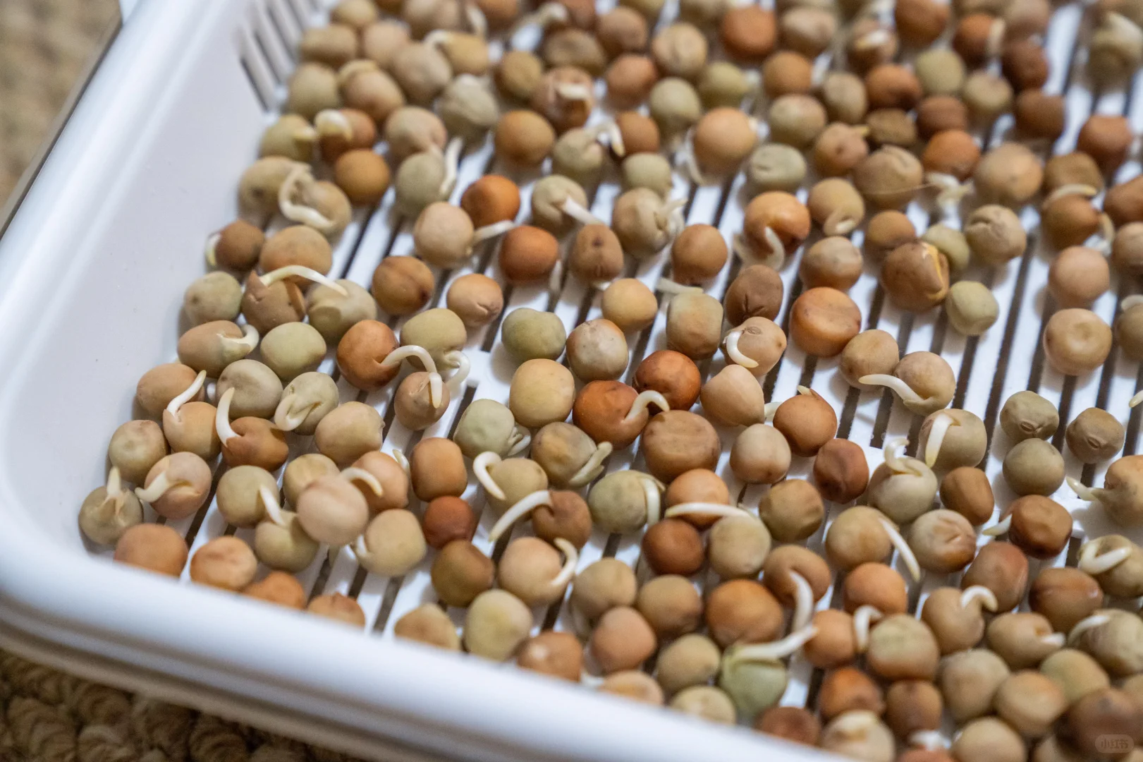 特别有趣的种植豆芽的小计划～