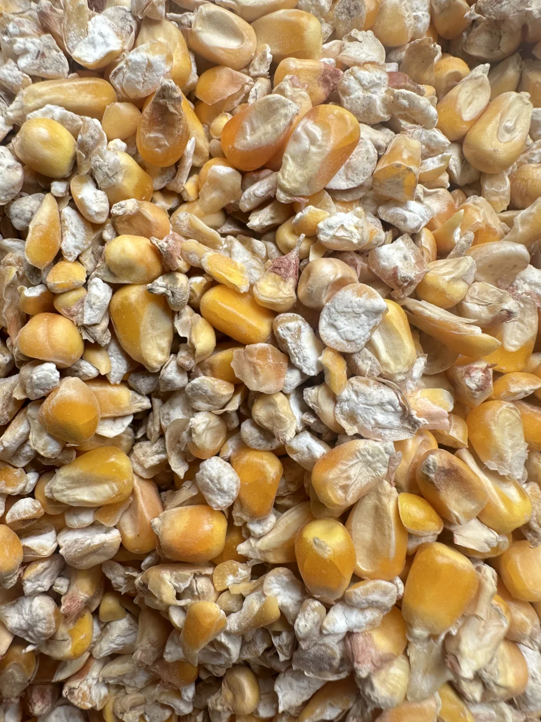 养殖碎玉米厂家