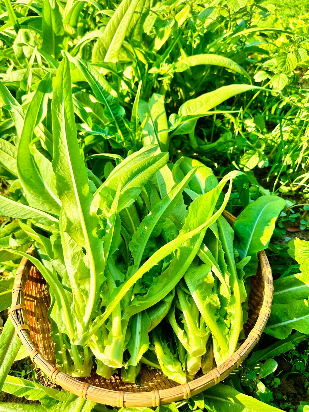 大自然的馈赠???????️