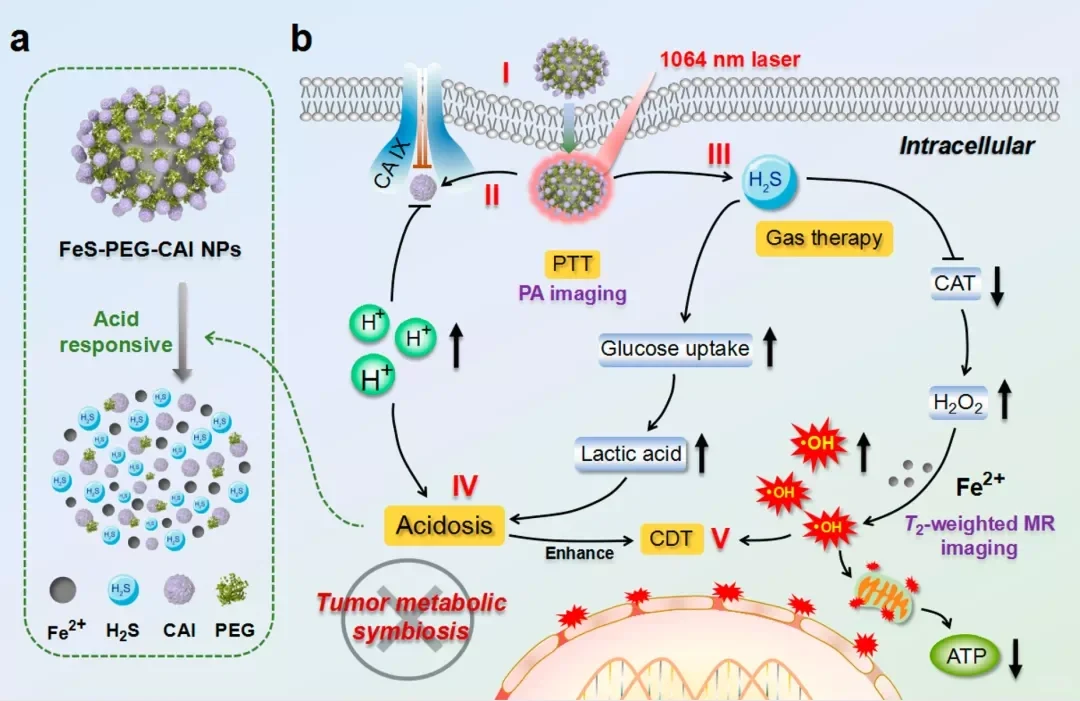 JACS:生物可降解硫化铁基纳米复合材料用于