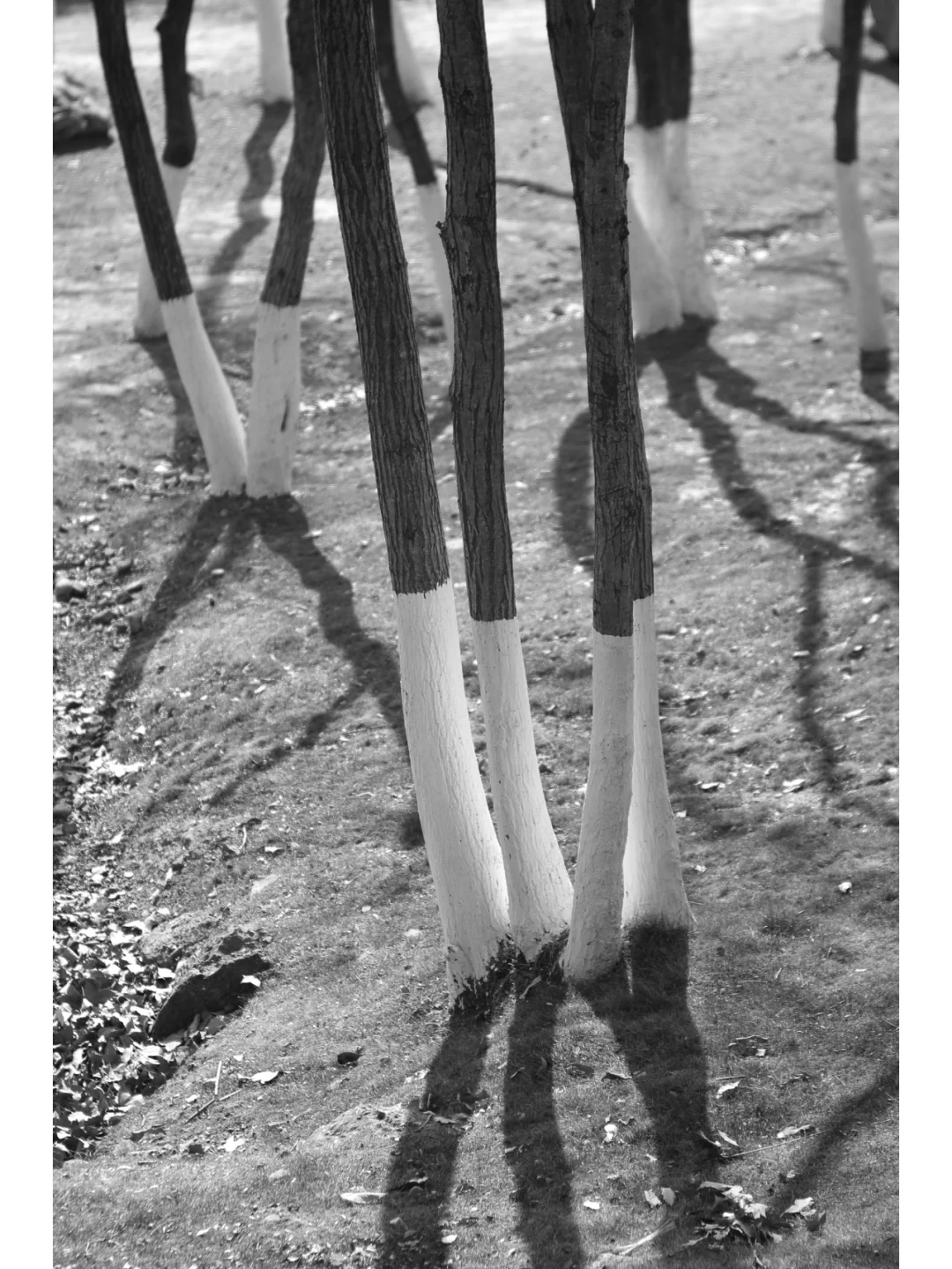 柯达EKTAR 100 3.5二代旁轴镜头，稀土玻璃