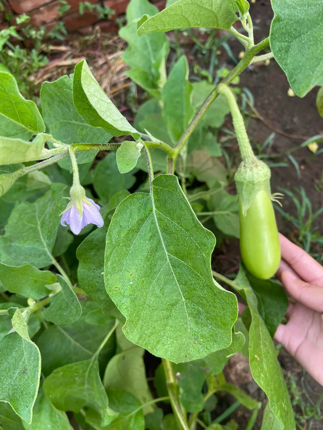 看图识蔬菜答案?