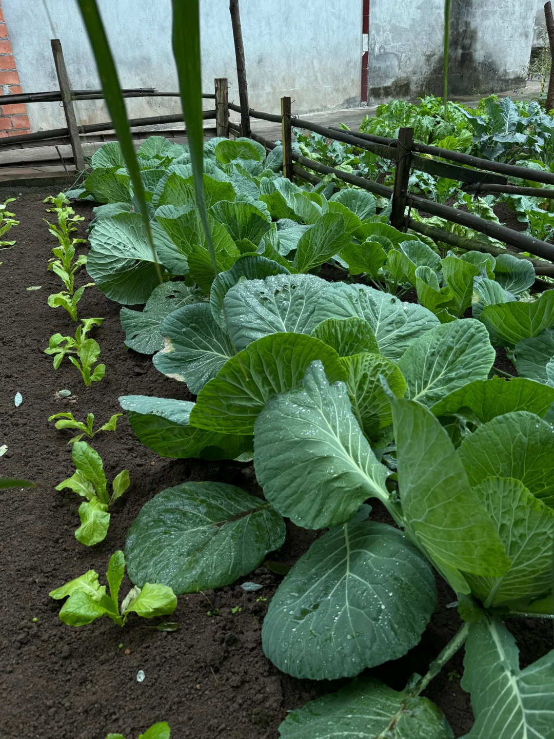 “天呐：永远没有一根杂草的菜地……”