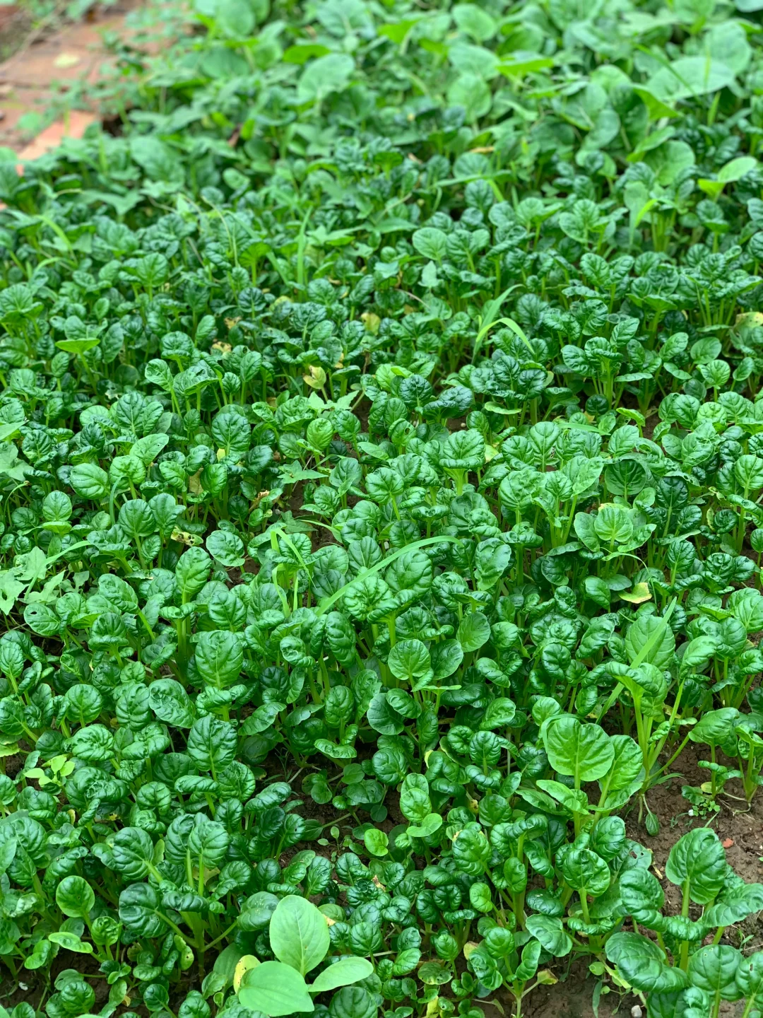 秋雨中的小菜园