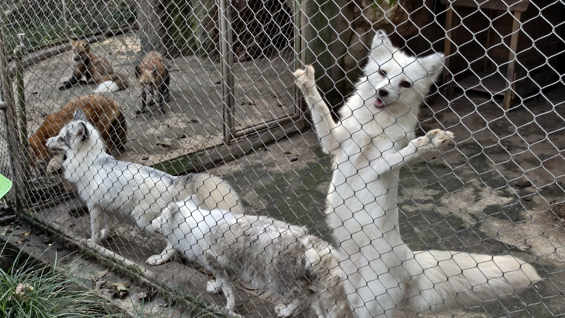 特种兵之杭州动物园