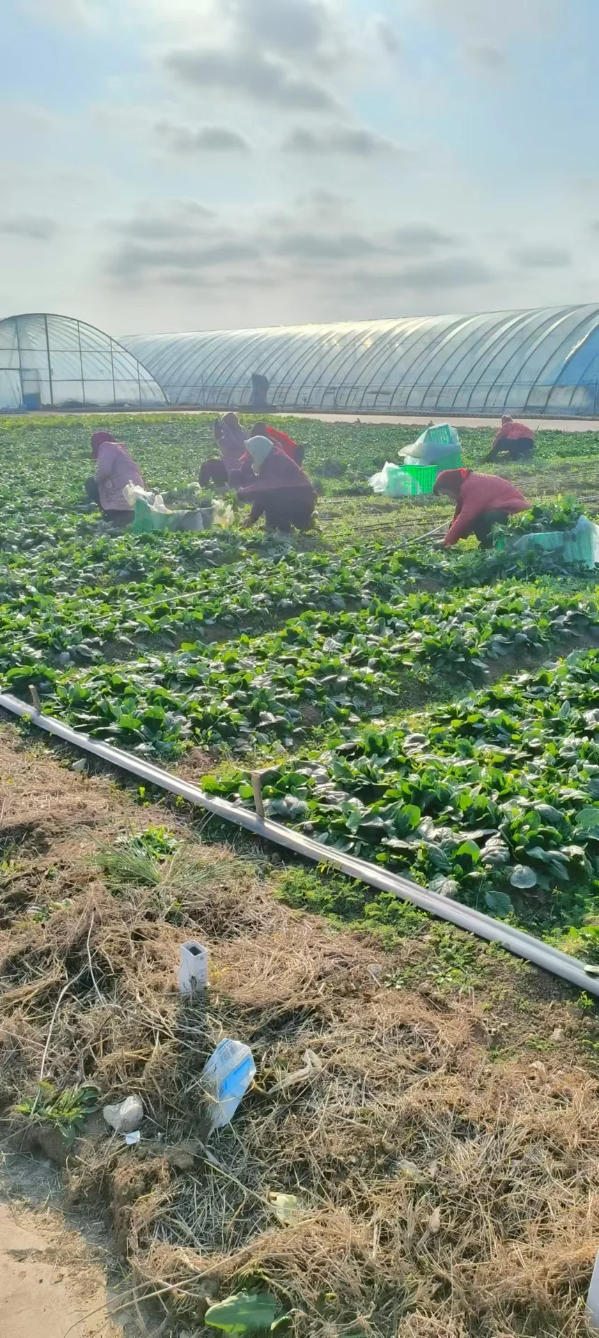 真真正正的自产有机蔬菜