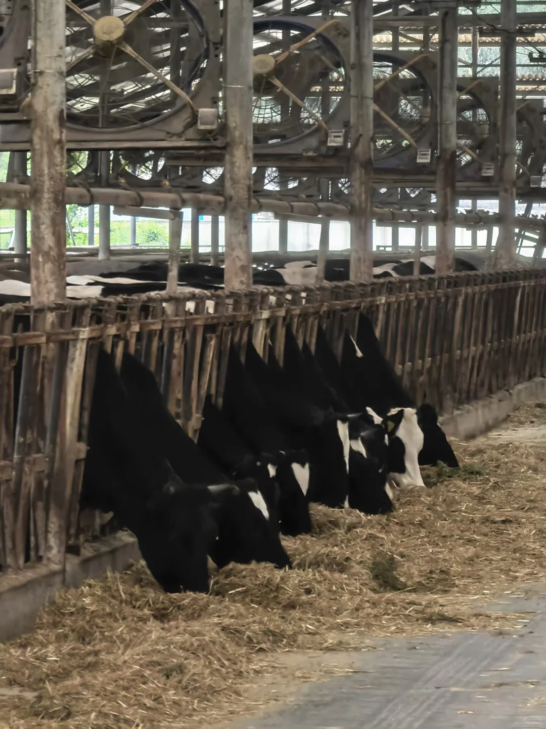 牛马也是喂上?了