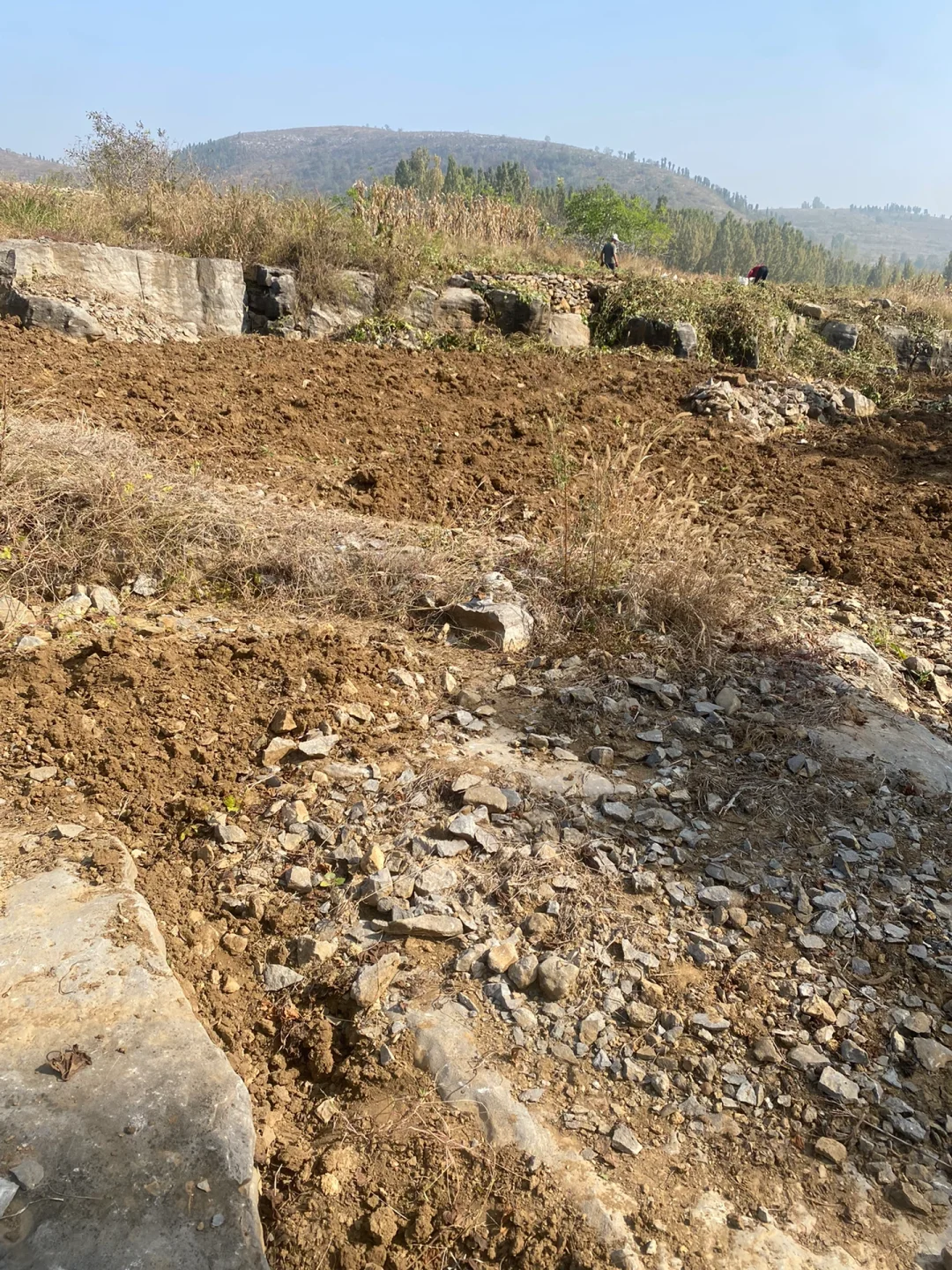 滞销!!两毛五一斤的地瓜