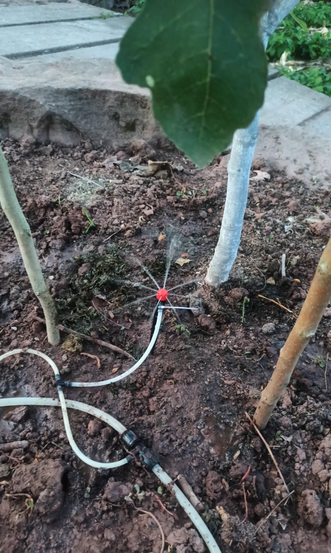 几十元就能拥有的自动浇水方案