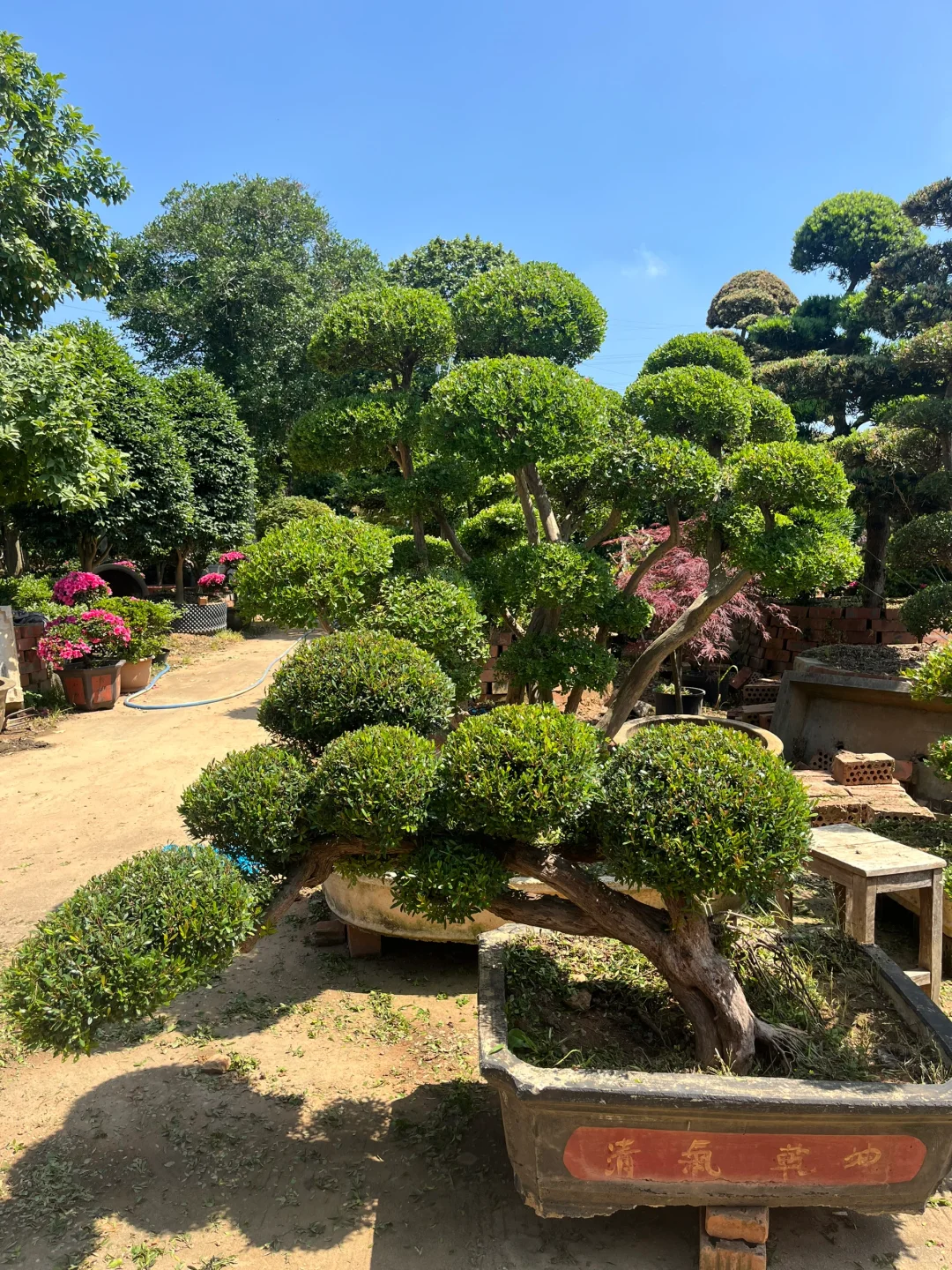 给业主挑树要花费很长时间精力