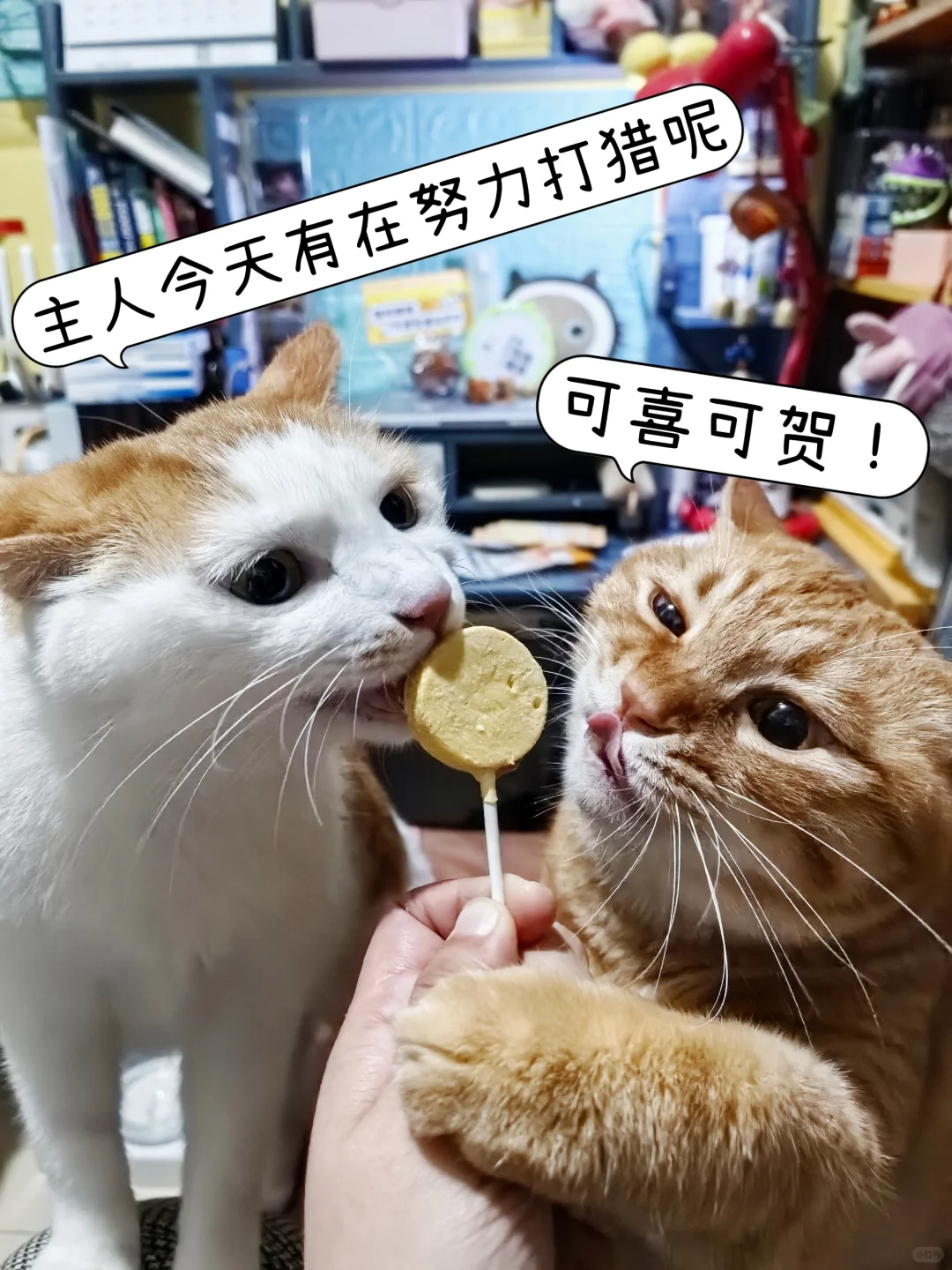 京宠展不集赞无痛薅羊毛攻略