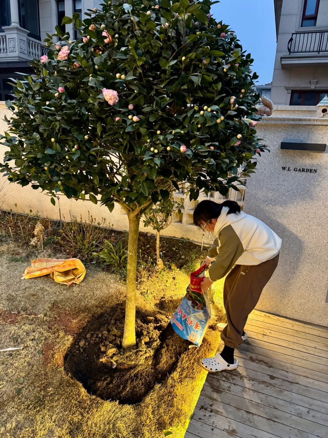 院子新添新成员：茶花树