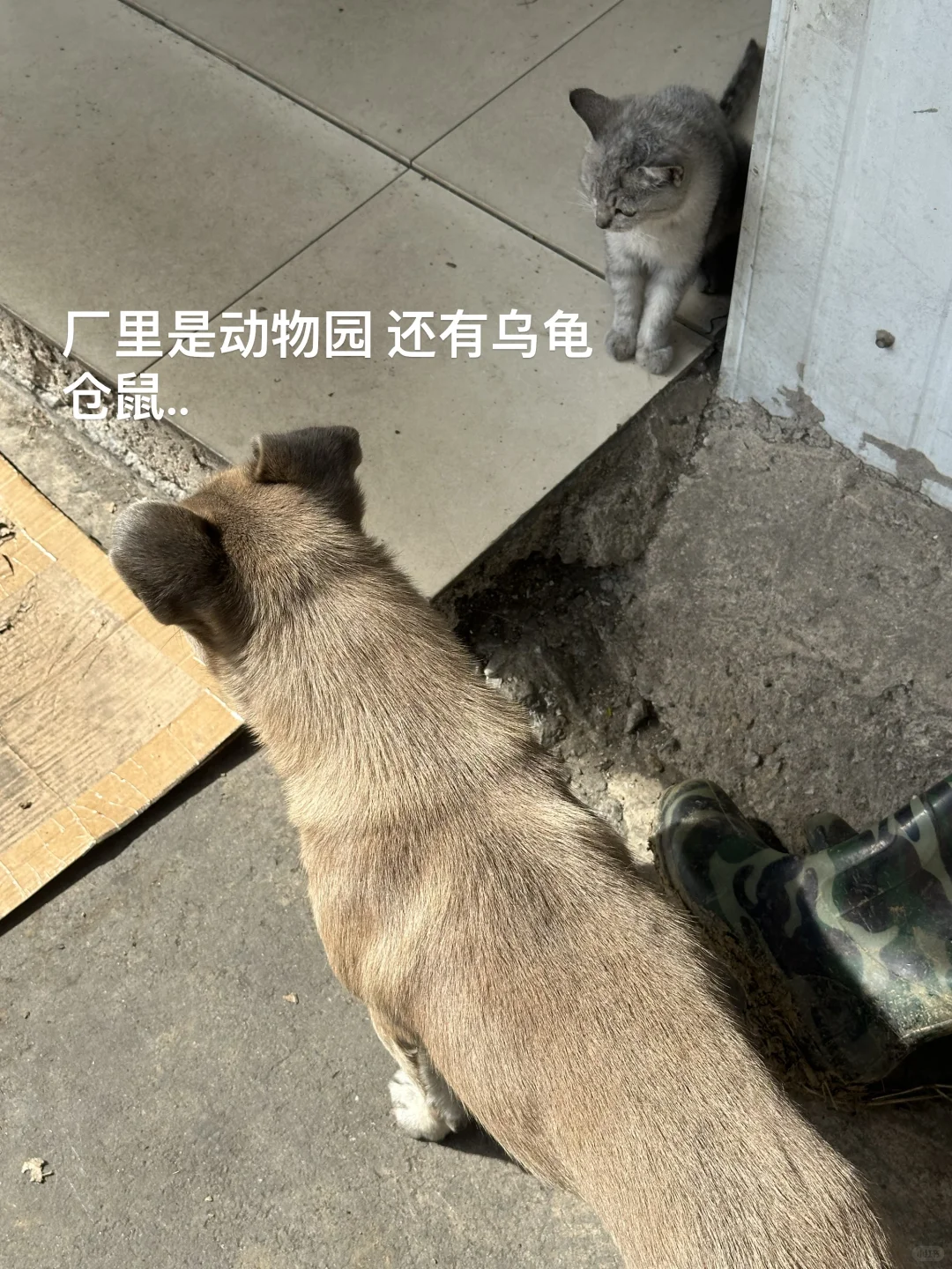 00后江苏独生女毕业回家帮忙第三天