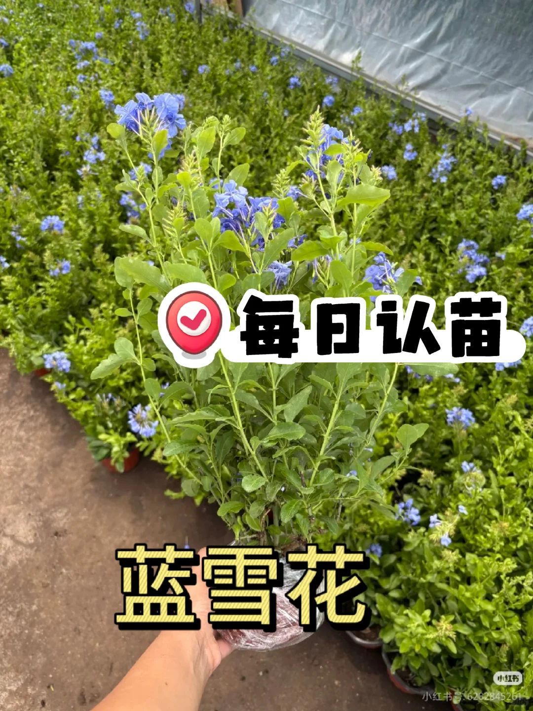 每日认识几种苗木花卉
