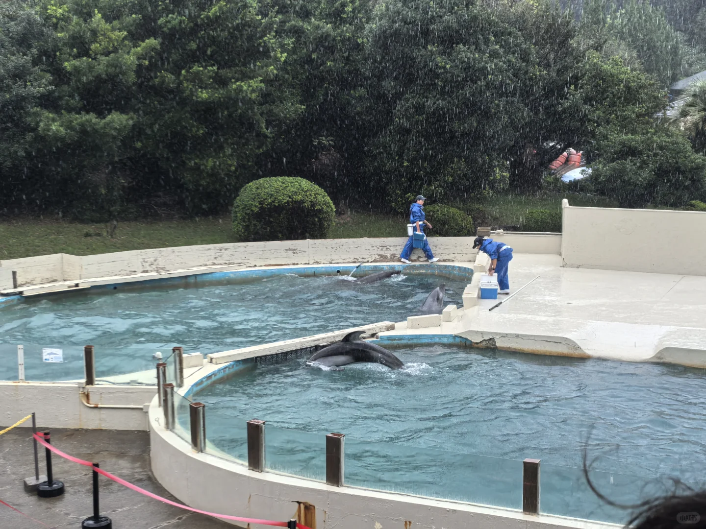日本关西地区纪伊半岛和歌山太地町，海豚湾