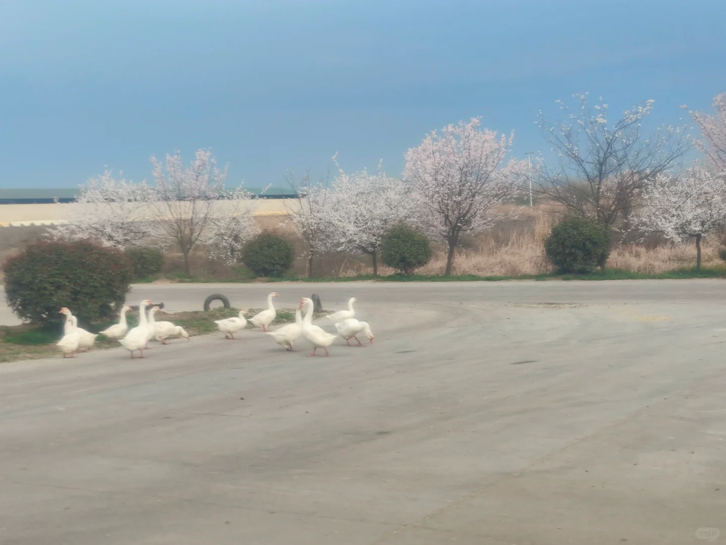 牧场工作血泪史