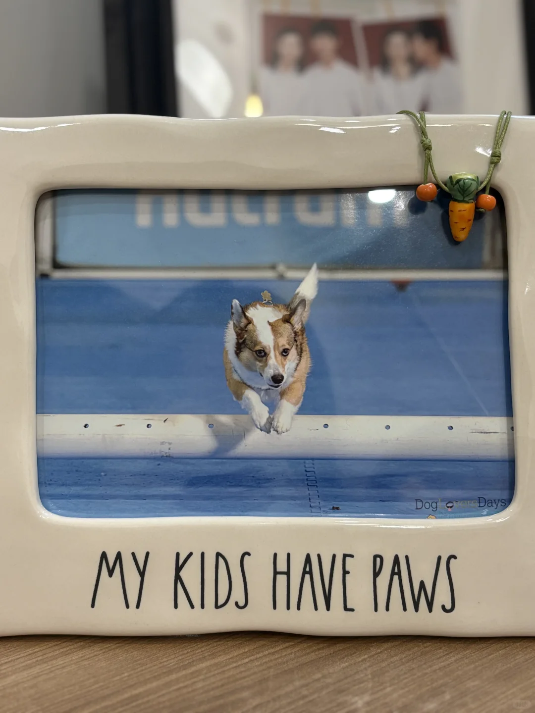 渥太华一年一度的宠物展来啦!家长们冲鸭?